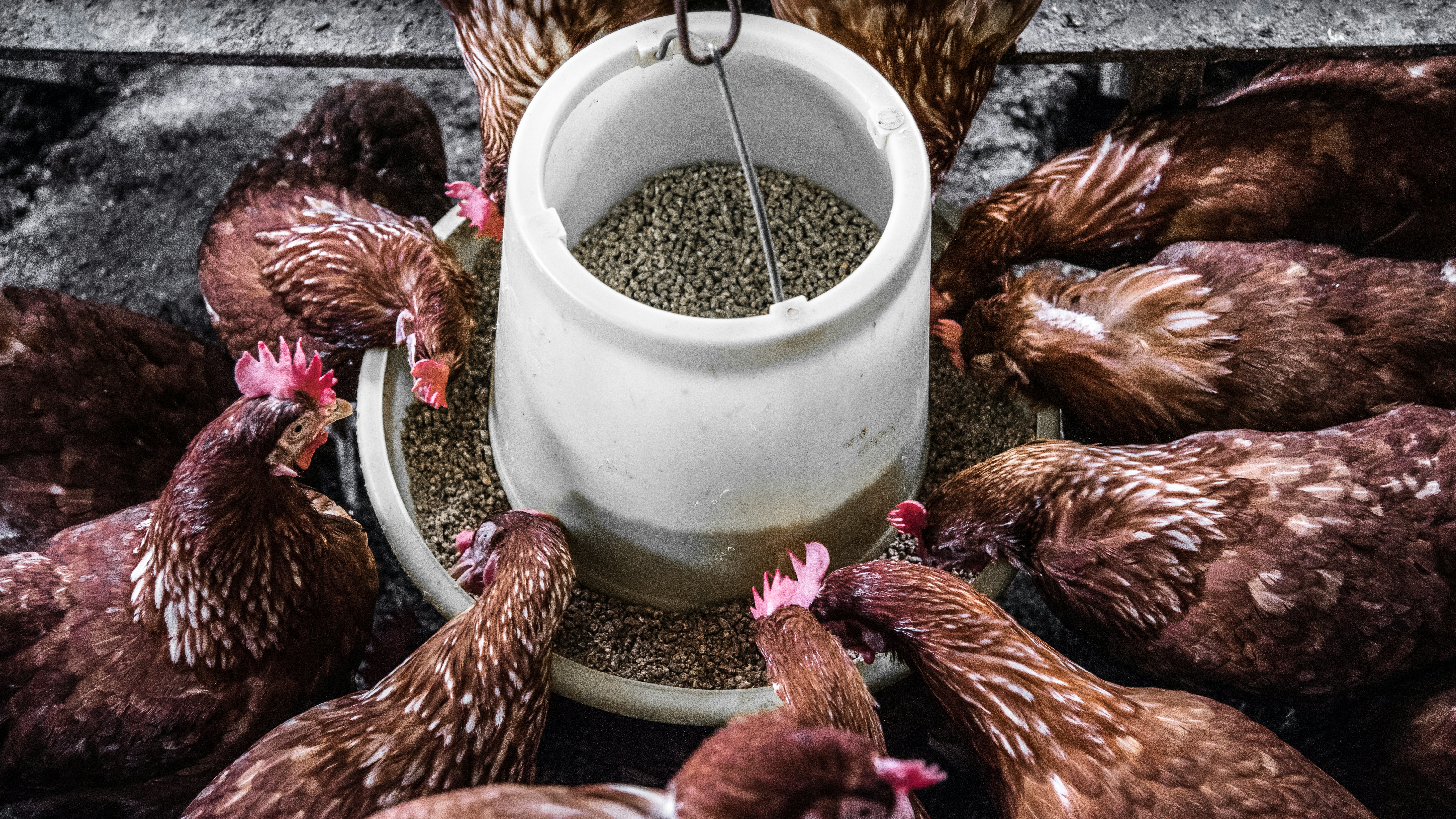 Fresh Chicken