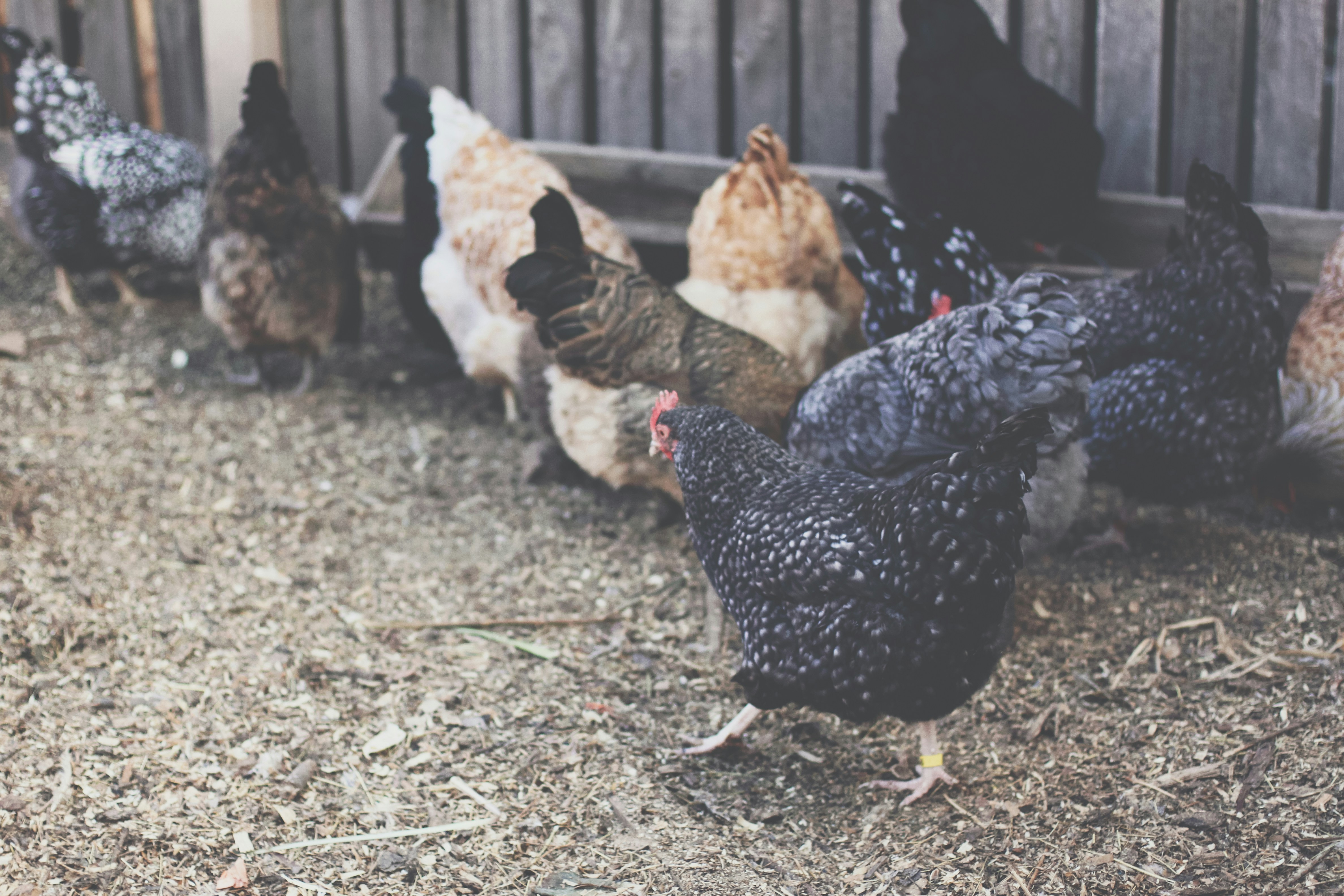 Poultry Feed
