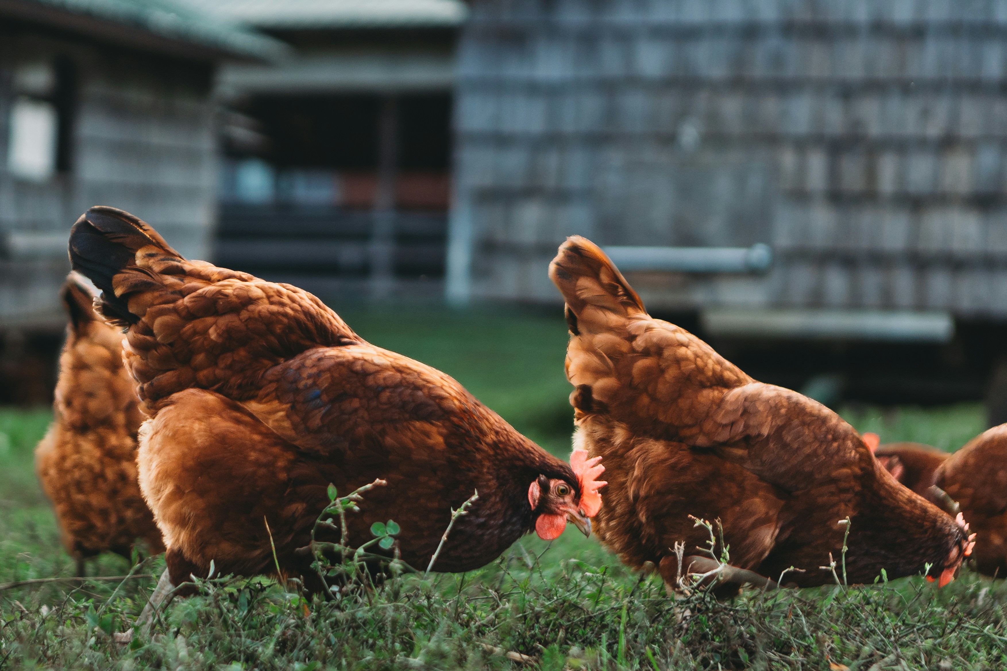 Live Chickens